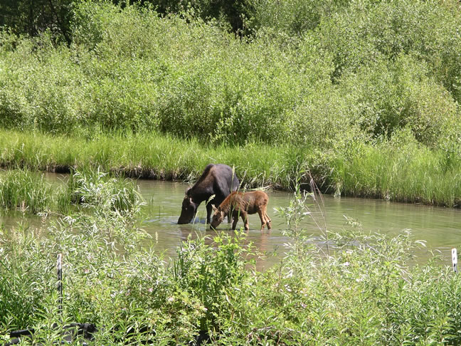 images/D-Bull Mosse & Baby (2).jpg